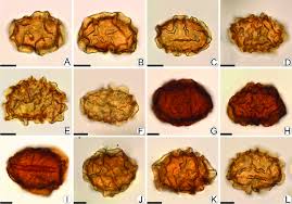 Image result for Elaphoglossum spathulatum