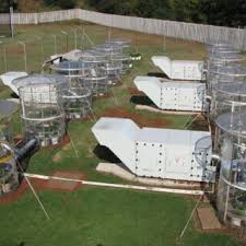 Image result for Stenostelma corniculatum