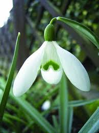 Brent And Becky S Bulbs Veggie Garden Winter Flowers Bulb Flowers