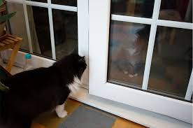 I added a third cat about 2 years ago. How To Introduce Cats Battersea Dogs Cats Home