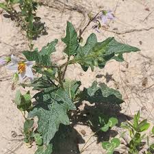 Image result for Solanum tettense