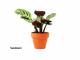 Image result for Ktenante Ctenanthe