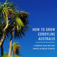 Image captionthe tree was cut down following a row about pigeons nesting. Cordyline Australis A Tropical Palm Tree For A Cooler Climate Dengarden