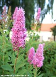 Image result for Spiraea billardii