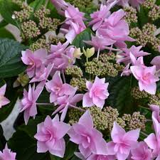 Image result for Hyparrhenia gazensis