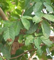 Image result for Ficus sur