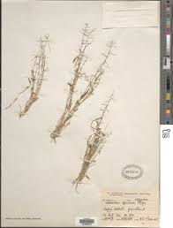 Image result for Coelachne africana