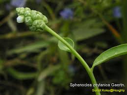 Image result for Sphenoclea zeylanica