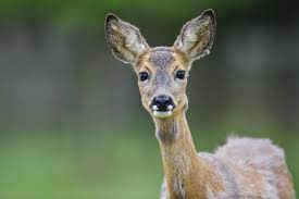 Looking for the definition of reh? Das Reh Feinschmecker Und Anpassungskunstler Deutscher Jagdverband