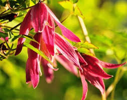 Check spelling or type a new query. Clematis Clematis Alenushka Watering Care Cultivation