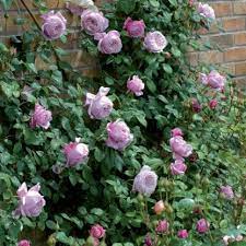 Spirit Of Freedom English Roses David Austin Roses Container Roses