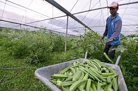 Di malaysia, peruntukan perundangan, dasar dan piawaian yang digariskan dalam persoalan. Ladang Organik Bersepadu Blog Rasmi Mardi