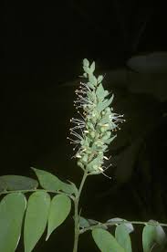 Image result for Crudia