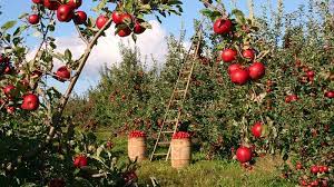 The most interesting part of their story begins when, after graduation, they decided to visit their parents. Dreams About Fruit Meaning And Interpretation