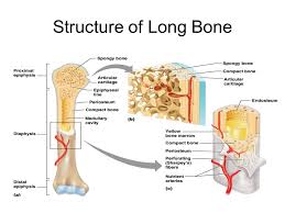 Midsection (shaft) of a long bone. Bones And Skeletal Tissues Ppt Video Online Download