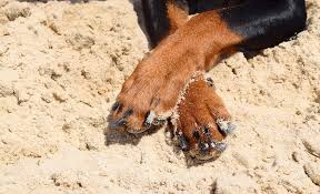 These models are ranked based on their features and consumer ratings. 5 Best Dog Nail Grinders 2021 Reviews How To Grind Nails 101