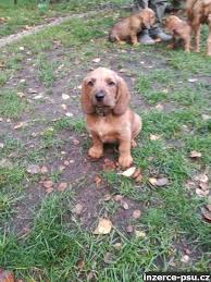 Image result for štýrský brakýř