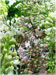 We did not find results for: Wedding Flowers A Scent For All Seasons Want That Wedding A Uk International Wedding Blog