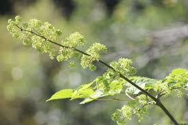 Image result for Scleria racemosa