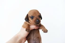 Weight Of Dachshund Puppy Thriftyfun
