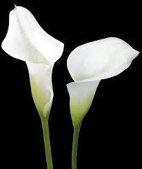Calla Lily The Flowers Avenue Calla Lily Flowers Pictures Of Calla Lilies Calla Lily