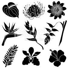 Tropical Flowers Stock Illustration Download Image Now Tropical Flowers Illustration Flower Vector Art Tropical Flower Tattoos
