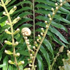 Image result for Blechnum tabulare