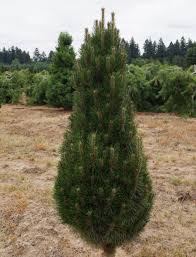 Image result for Pinus nigra