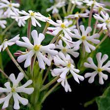 Learn more about monrovia plants and best practices for best possible. Night Phlox Flower Seeds Planet Natural