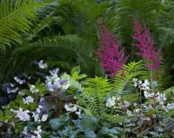 Maybe you would like to learn more about one of these? Plants That Grow Well With Astilbe Ideas For Astilbe Companion Plants