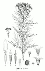 Image result for Senecio pleistocephalus
