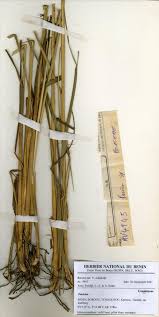 Image result for Panicum phragmitoides