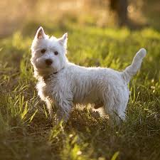 Maybe you would like to learn more about one of these? West Highland White Terrier Pdsa