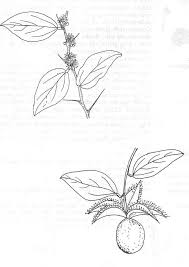 Image result for Dovyalis macrocalyx