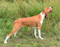 Image result for švycký honič