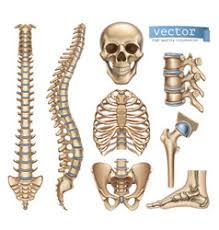 The collection of bones that run down your. Human Ribs Vector Images Over 2 300