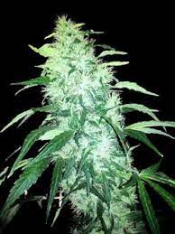 Changing lights and light cycles , nutrients , air humidity and temperature, flowering cannabis plants for buds. Cannabis Temperature Tutorial Grow Weed Easy