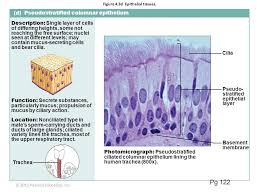 Pseudostratified Columnar Epithelium Function And Location Google Search Study Tips Study Habits Study