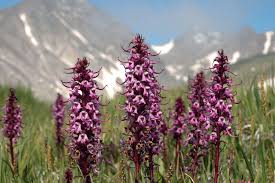 Check spelling or type a new query. Little Elephant Head Pedicularis Groenlandica Plants Wild Harvest Nature