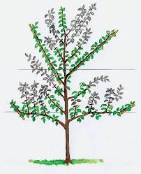 Spalierobst Richtig Schneiden Straucher Garten Gartenspaliere Und Garten