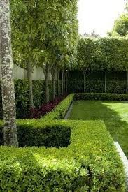Titoki Hedge Google Search Garden Hedges Contemporary Garden Backyard Landscaping Designs