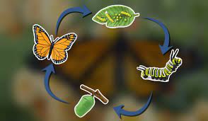 Ciclo De La Mariposa Que Es Y Como Son Sus Etapas