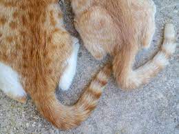 Fettschwanz Bei Katzen Erkennen Und Behandeln