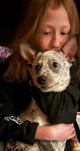 Tennessee Lost and Found Pets