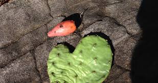 Image result for Opuntia