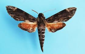 Image result for Helichrysum keilii