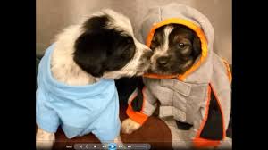 Think of factors that you have to consider before getting a puppy and the expenses that come with it. Border Collie Puppies With Over Sized Clothes Adopt A Dog Youtube