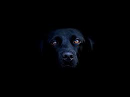 Dogs Wallpaper Look Into My Eyes Dog Wallpaper Black Dog Labrador Retriever