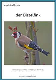 vogel des monats distelfink stieglitz vogel vogel im garten vogel erkennen