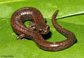 Image result for Samanea leptophylla